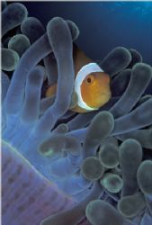 False clownfish in sea anemone tentacles. Taken with cust... by Len Deeley 